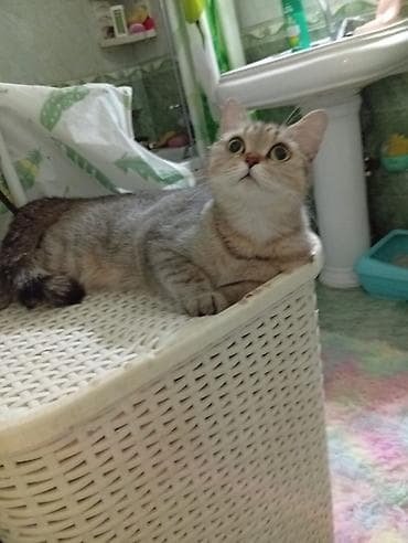 lalafo pisik: Şotland — 8