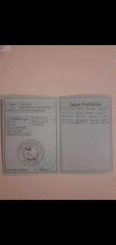 Коровы, быки: Salam təmiz qan Kalfornya sortundan olan sənədli heyvanların — 5