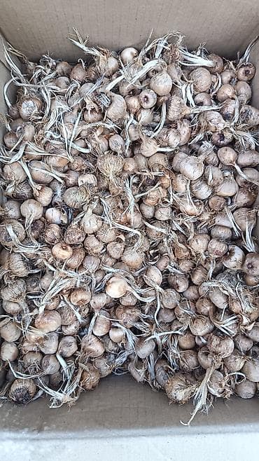 xlorofitum bitkisi: Produkt: Zəfəran/ (Crocus sativus) soğanaqları İri və qarışıq ölçüdə — 3