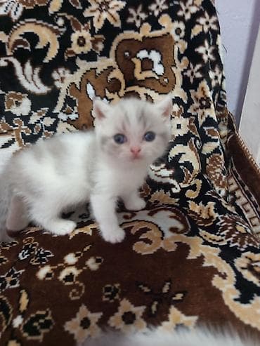 bala afçarka: Yaxşı əllərə — 5