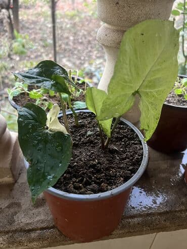 aloe vera satışı: Her nov guler var endirimnen verecem Gencedi istiyen yazsin satiş — 59