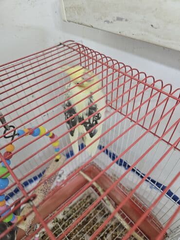 tutu guşu: 2 ədəd Korella tutuquşuları satılır. biri disi (Luna) biri erkekdi — 8