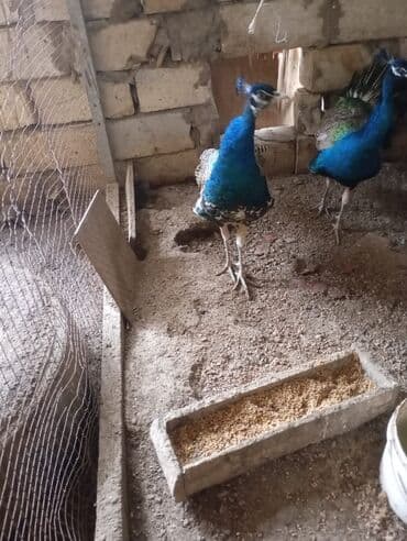 pişik satışı bakı: Məhsul: Tavus quşu (erkək) Yaş: 8 aylıq Rəng: Parlaq mavi-yaşıl — 2