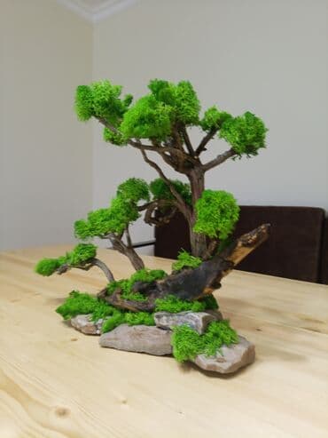 qizil destleri 2021: Təbii mamır və ağacdan hazırladığım bonzay agaci.hədiyyə üçün — 2