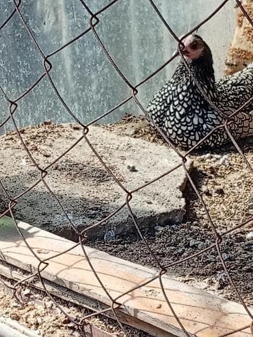 qus yuvası: Toyuq, Yumurtalıq — 4