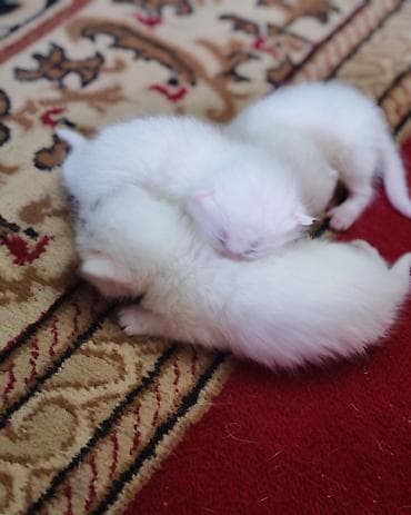 Ağ tüklü balaca pişik balaları - Şirin, qar bəyaz tüklü, yumşaq və