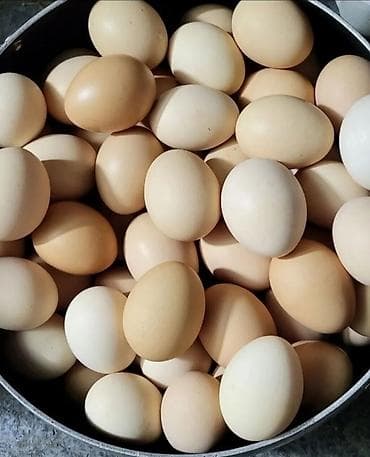 Yumurta: Salam.Mayali toyuq yumurtalarıdır. Cins toyuqların və kənd — 1