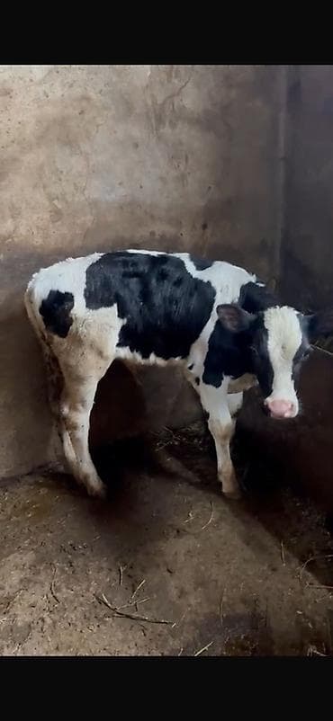 arpa bugda satisi: Holşteyn cinsli buzov Erkekdi 2 ayin icindedir yem ot yeyir - Rəng — 1