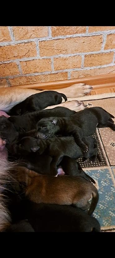 sadiq qusdar: 1 ay, Dişi, Sənədli, Ünvandan götürmə — 3