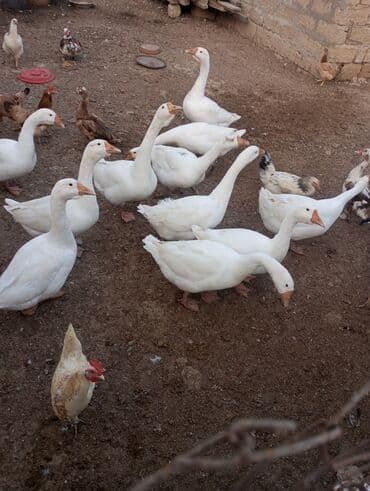 rus inekleri: Ağ qaz sürüsü satışdadır - Növ: Ağ ev qazları (rus qazı linda ) - — 3