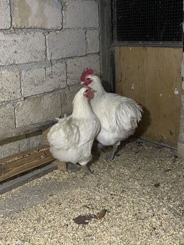 yerli cins inekler: Toyuq, Damazlıq, Ödənişli çatdırılma — 2