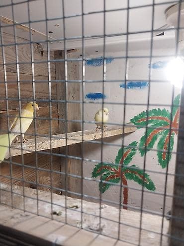 tutuquşu novləri: Sarı kanareyalar – cütlük
- Parlaq sarı rəngl hazır bala verəndilər — 1