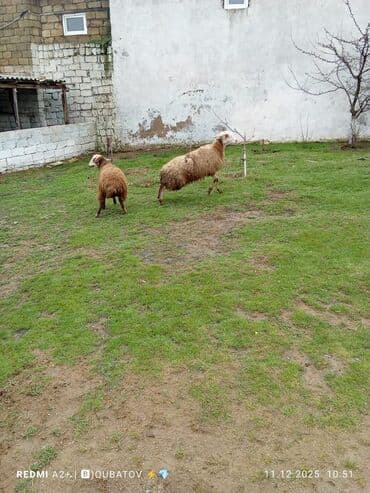 cau cau iti satilir: Dişi bala ilə ana bala qoyun satılır istəyən olsa yazsın video sun — 2