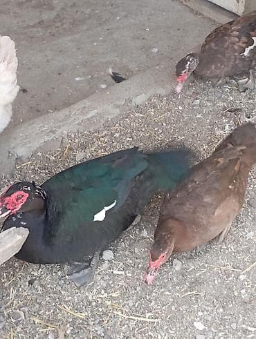 Musk ördəkləri dəsti – 1 erkək və 2 dişi - Cins: Musk (indo-ördəyi)