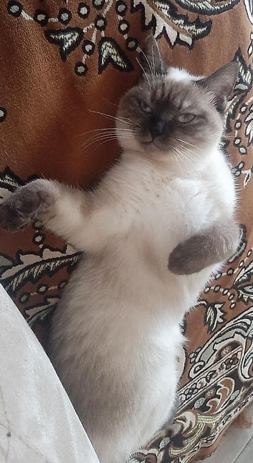 ev heyvan adlari: Siam, Yaxşı əllərə — 4