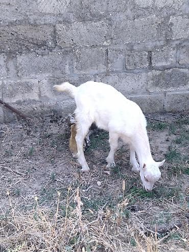 keci satanlar: Dişi, il: 1, Damazlıq, Ünvandan götürmə — 3