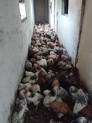 hinduşka əti: Toyuq, Ətlik — 4