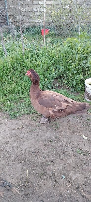 at qiyməti: Qirmizi okuz krasnadar balalari satilir hal hazirda var 40 dene qiymet — 2