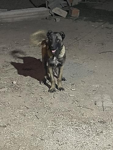 balaca ag itler: Kanqal, 5 ay, Dişi — 1
