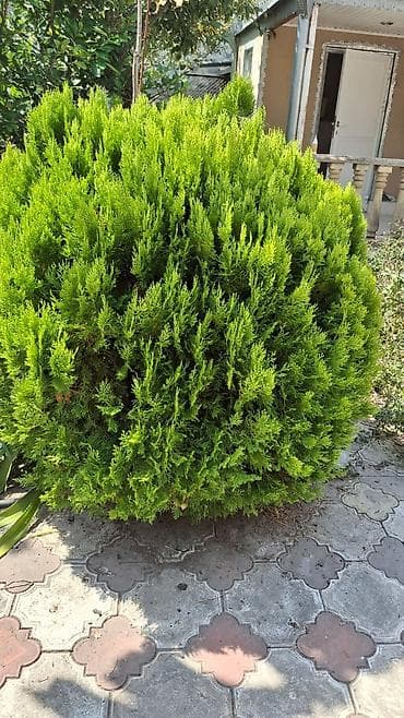 polad ağacı: Həmişəyaşıl bəzək iynəyarpaqlılar – bağ və həyətyanı sahə üçün - — 4