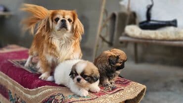itle barter: Pekines, 2 ay, Erkek — 9