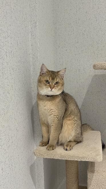 pisik ucun tualet: Pişiklər üçün tam dəst: oyun/istirahət kompleksi, qapalı və acıq — 4