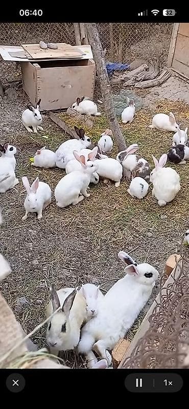 cücə və xoruz təmsil: (Balacalar 7 manat,Böyüklər 15 manat çox alana endirimdə yaxşı olacağ — 1