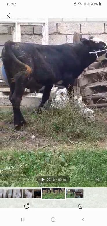 sudluk inekler satisi: Телята — 1