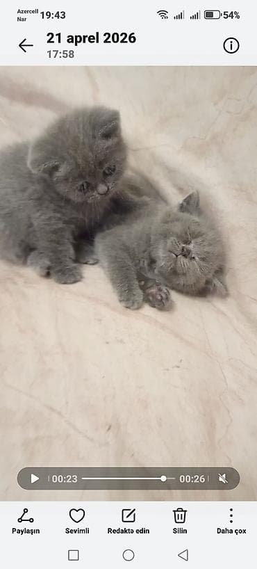 Boz rəngli balaca pişiklər - Cins: qısa tüklü, yastı burunlu tip — 2