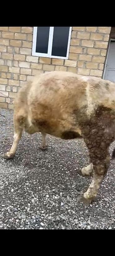 Yemlər: Salam aleykum əziz dosdlar bele bir gözel dogmamiş dügemiz çıxdı — 2