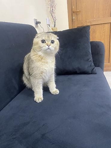 Şotland yastı qulaq, Erkək, Ünvandan götürmə