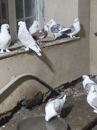 goyercinle: Salam.diqqətlə oxu sonra yaz.hübkariler biri 20 və 30 azn.şişmanlar — 4