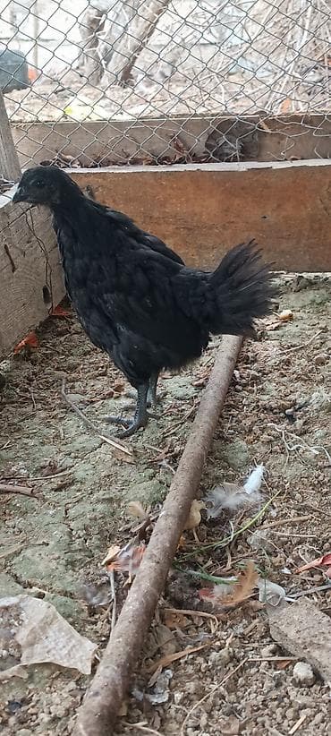 xoruzlar: ❗Təcili satiram❗ayam cemani ilə astroloq qarişiği 2 xoruz 1 fere — 4