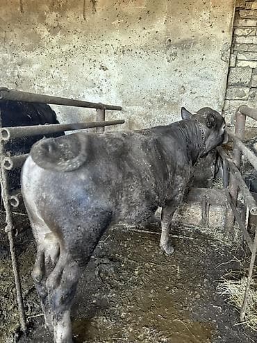 Etlik verilmir narahat etmeyin Erkek Anqus. - Növ: erkək dana (boğa — 5