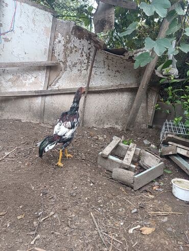 cins ineklerin qiymeti: Heyratilar satilir tergidirem deye ne heyvanim var hamsini satiram her — 10