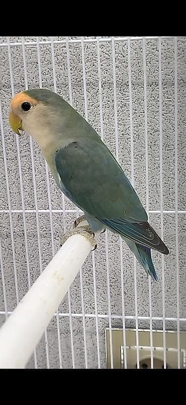 tutuquşlar: Salam. Cütə düşüblər. Nerazlucniklərin qiyməti 95 AZN. Ünvan Bayıl — 3