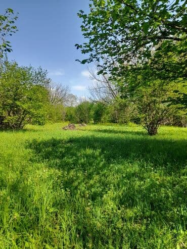 аренда и продажа недвижимости: 30 sot, Kənd təsərrüfatı, Mülkiyyətçi, Kupça (Çıxarış) — 19