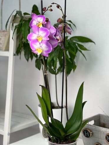 Orxideya,şəkildə ki rəngdə.Votsap aktiv yaza bilərsiniz ya səs atın