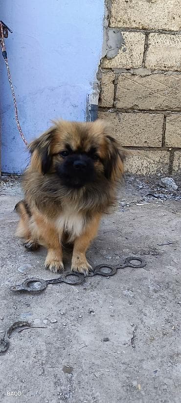 Quşlar: Pekines — 2