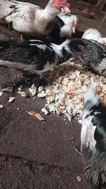 ayagi xinali qus: Digər heyvanlar — 3