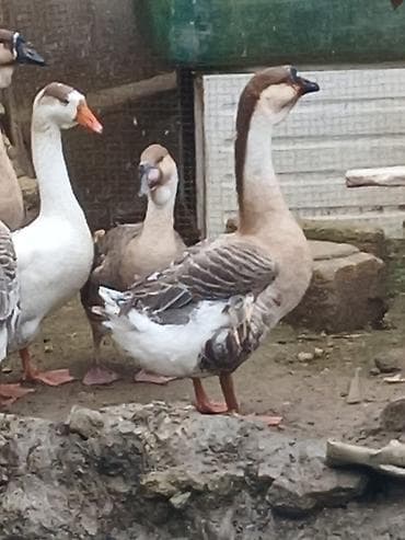 Çin qazı və yumurtaları satıram.Çəkisi4-5 kq olur.Çox məhsuldar qazdı