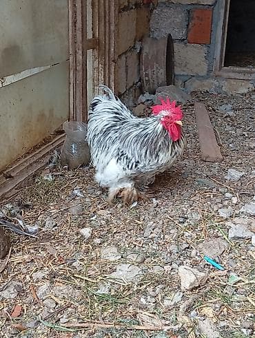 Xoruz, il: 1, Ünvandan götürmə