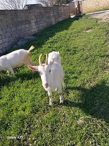 Ağ rəngli sanen keçi - Cins: yerli/qarışıq (ağ tüklü) - Buynuzlu, qısa