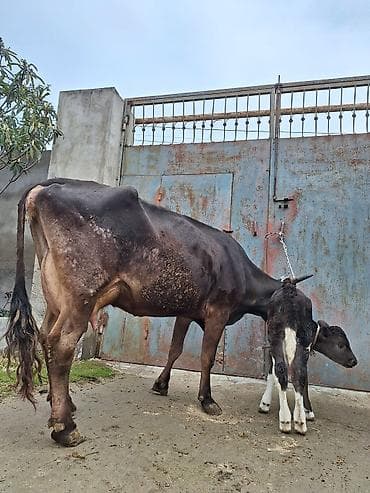 Другие с/х животные: 16 litir süd verir 4 qarına doğub 20 gündü doğub balası dişdi — 2