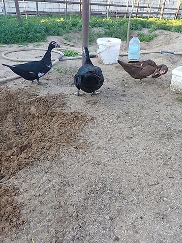 Erkək, | Lal ördək, Damazlıq, Ünvandan götürmə