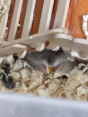 cuca: Hamsterler – Dwarf (cücə) hamsters Xüsusiyyətlər: - Cins: cücə xomyak — 4