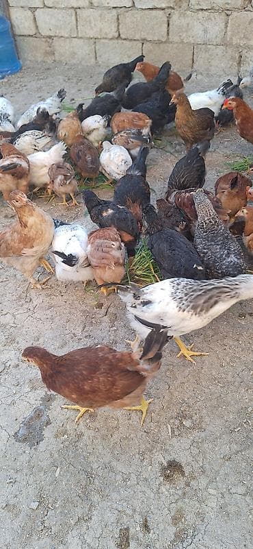 kənd çolpaları: Kend çolpaları .Qiymet 6 manat 50 qepik — 8