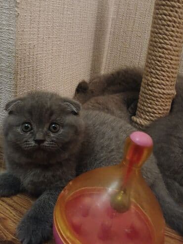 pişiklər bala: Şotland — 2