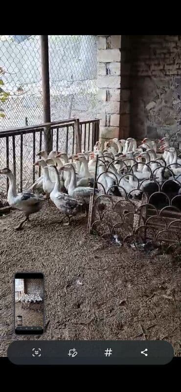 buzov satışı: Dişi, | Linda, Yumurtalıq — 2