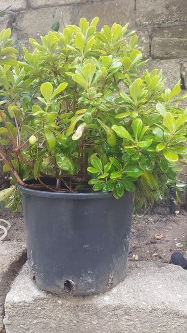 evkalipt bitkisi: 2 ədəd bitosfera. Həmişə yaşıldır. Həyətə çox gözəl görünüş verir — 1